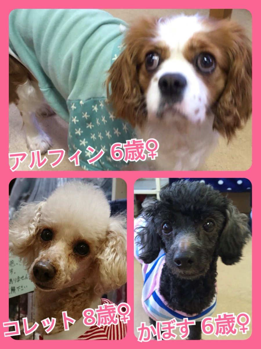 🐾今日の里親様募集中ワンコ🐶メンバーです🐾2019,4,12